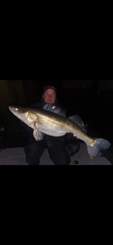 Zander