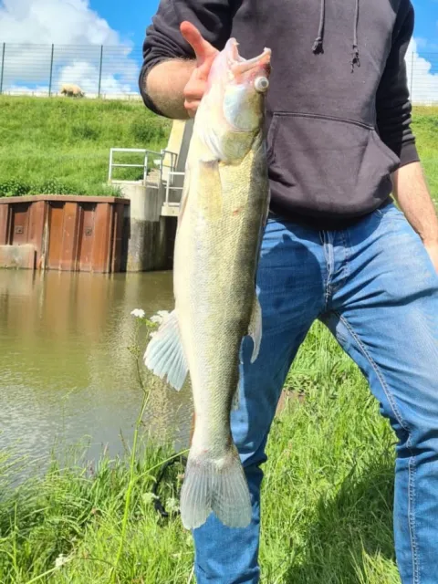 Zander