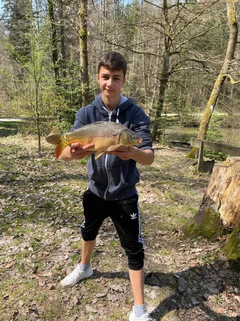 Karpfen