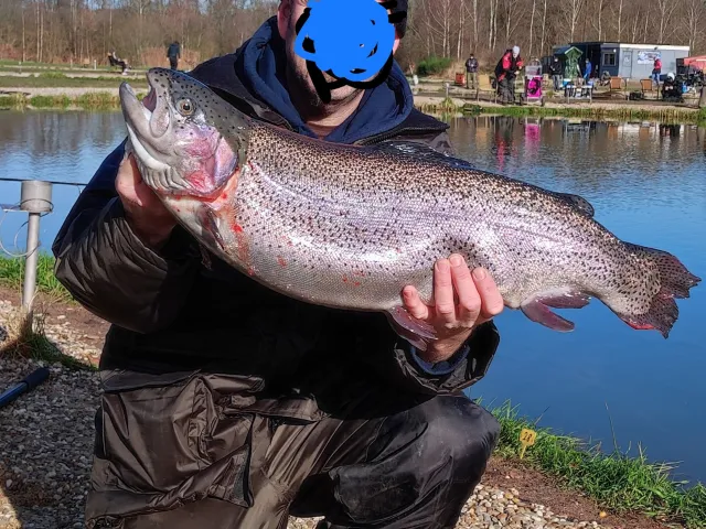 Regenbogenforelle