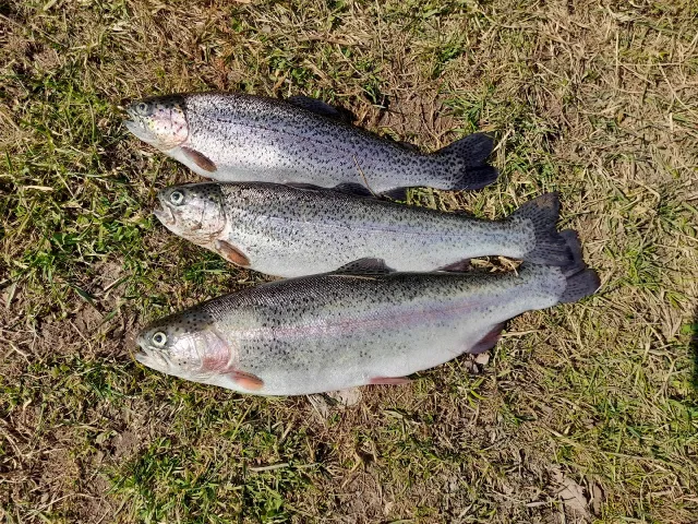 Regenbogenforelle