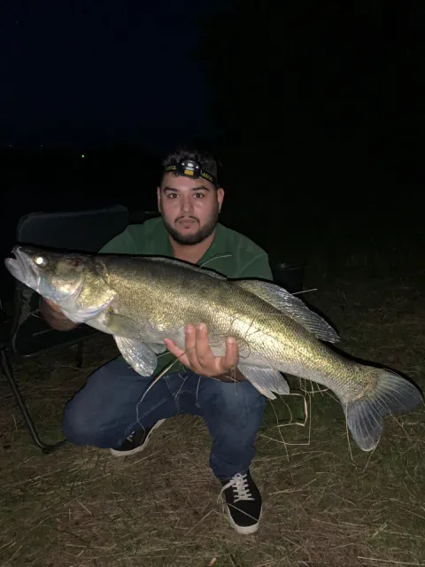 Zander