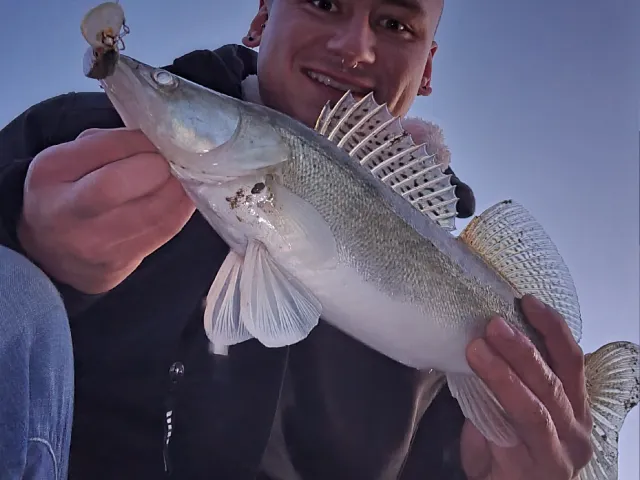 Zander