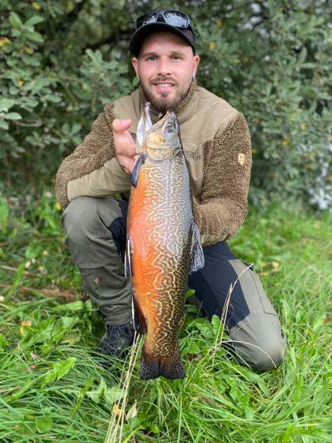 Tigerforelle