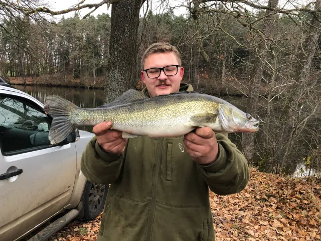 Zander