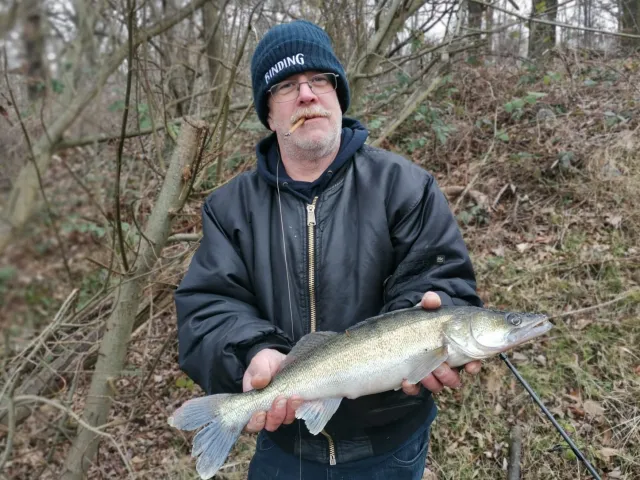 Zander