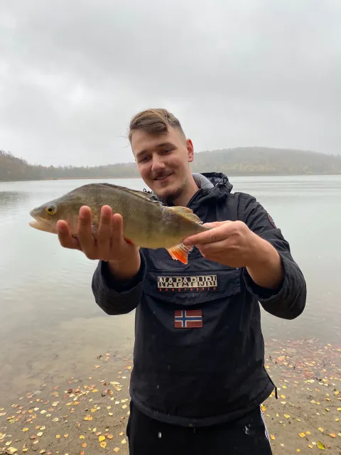 Flussbarsch