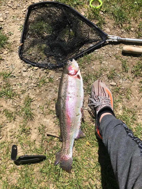Regenbogenforelle
