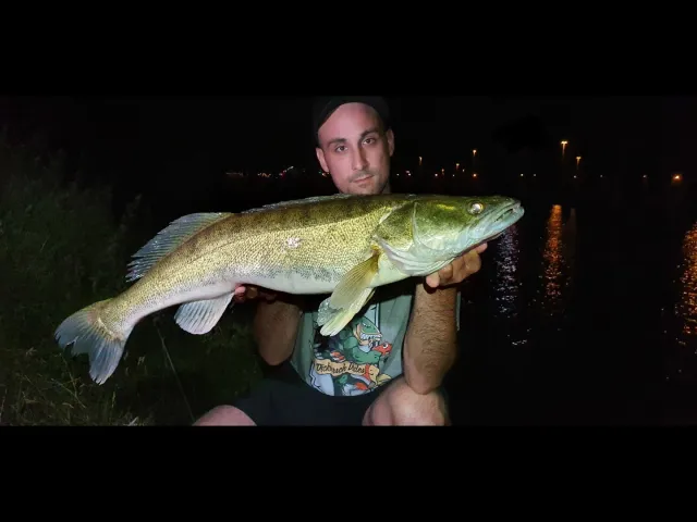Zander