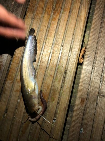 Afrikanischer Raubwels