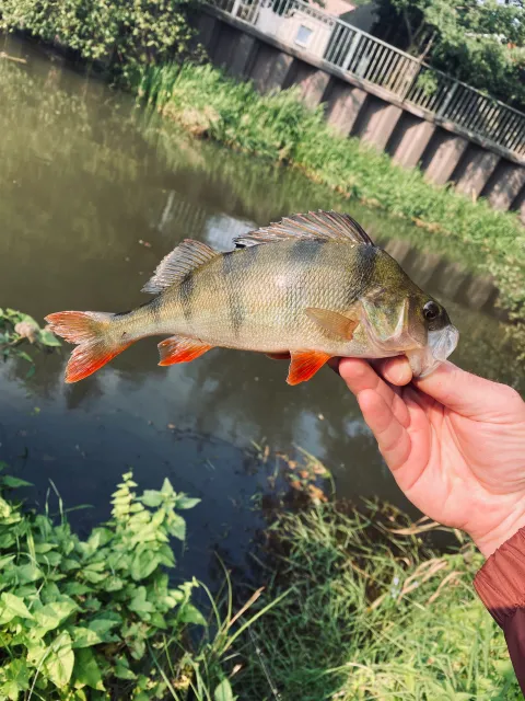 Flussbarsch