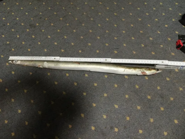 Aal
