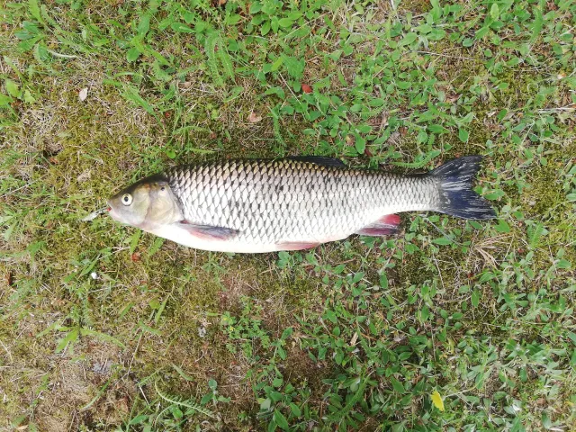 Döbel