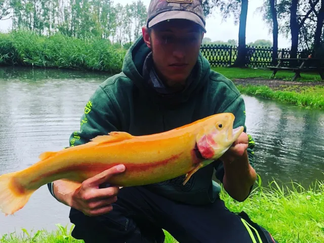 Goldforelle