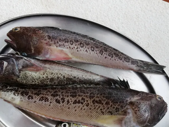 Petermännchen
