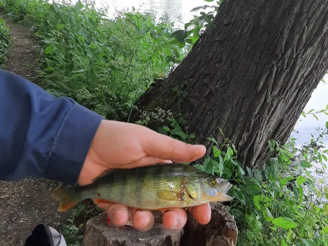 Flussbarsch