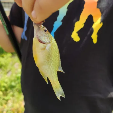 Sonnenbarsch