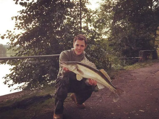 Zander