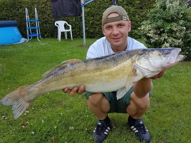 Zander