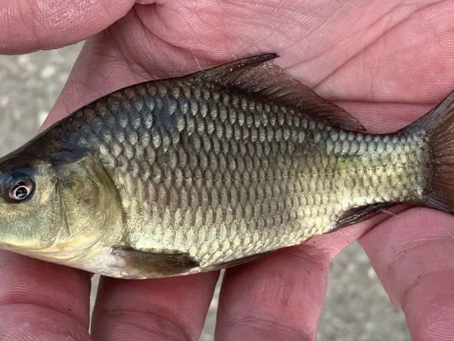 Karausche