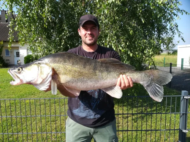 Zander