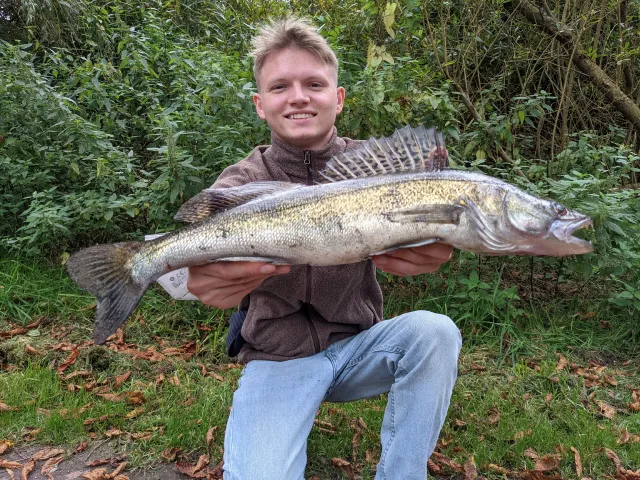 Zander