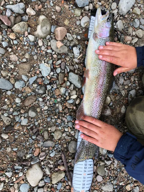 Regenbogenforelle