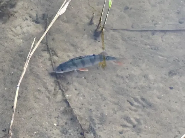 Flussbarsch