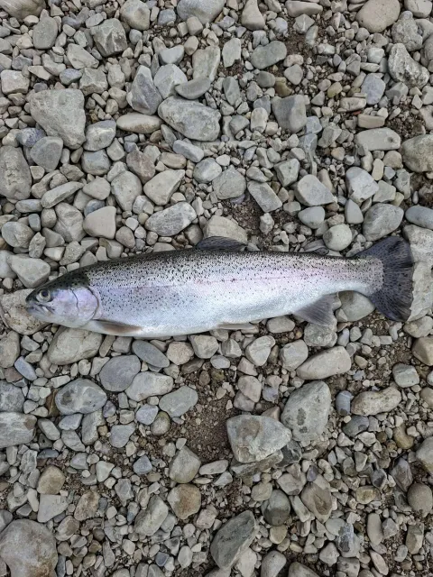 Regenbogenforelle