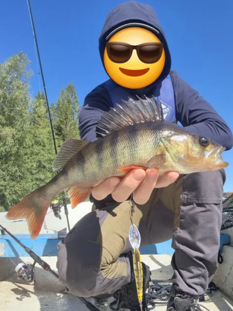 Flussbarsch