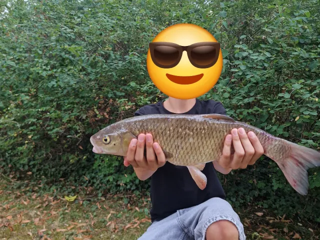 Döbel