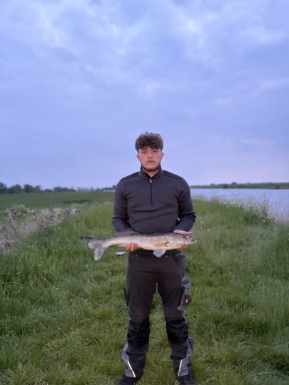 Zander