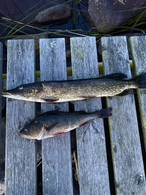 Flussbarsch