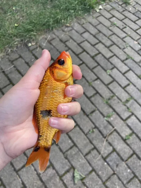 Goldfisch