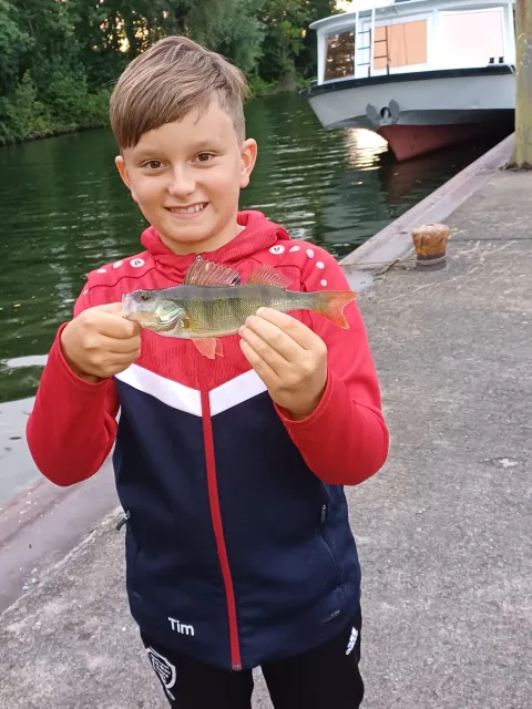 Flussbarsch