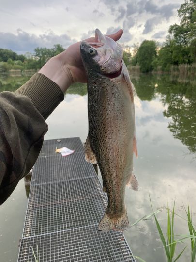 Regenbogenforelle