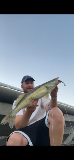 Zander
