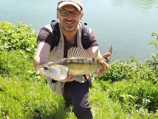Zander