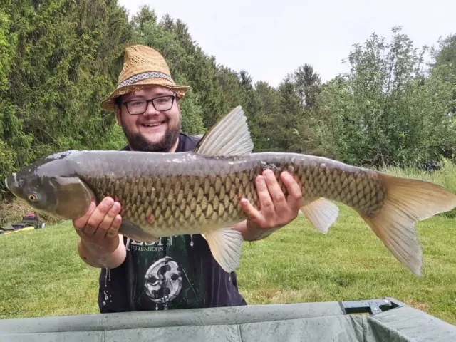 Graskarpfen