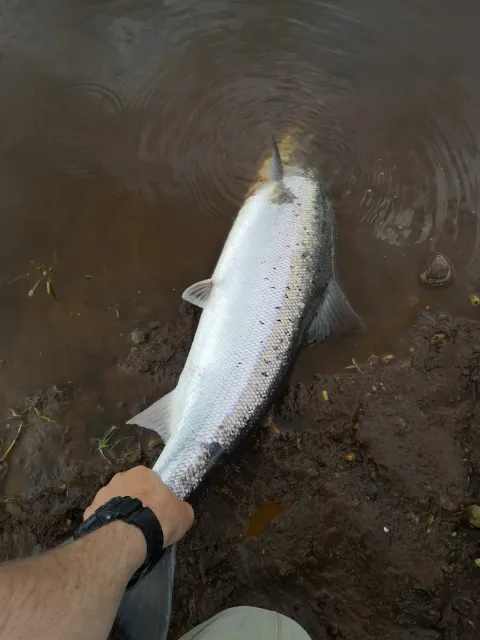 Lachs