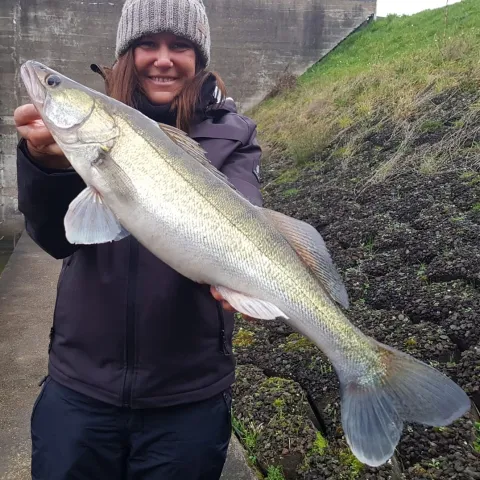 Zander