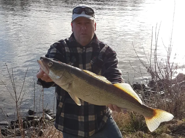 Zander