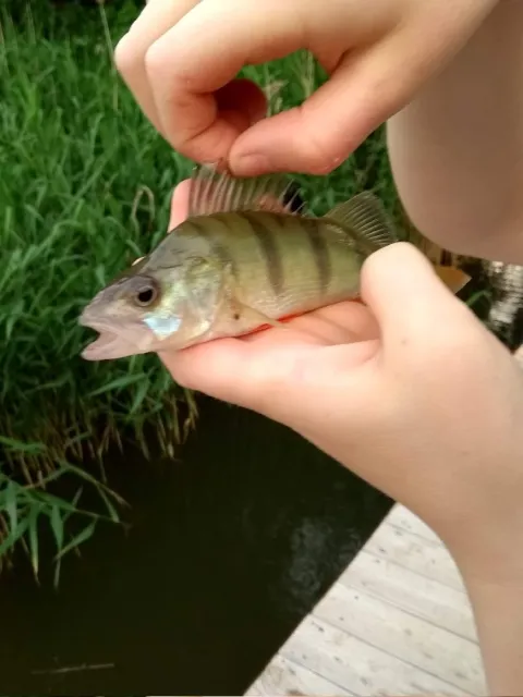 Flussbarsch