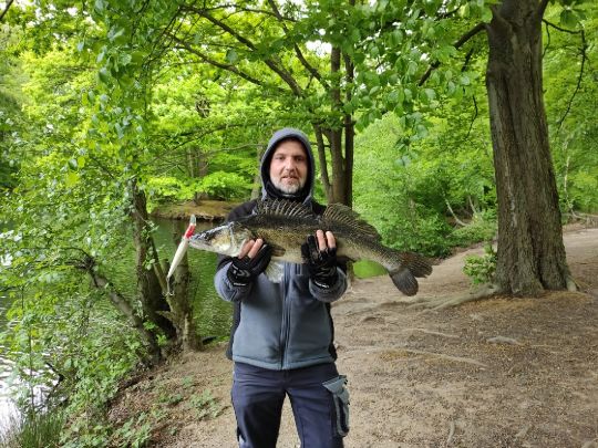 Zander