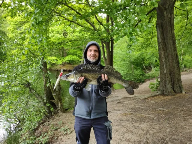 Zander