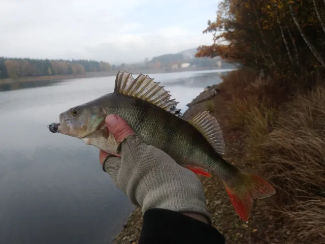 Flussbarsch