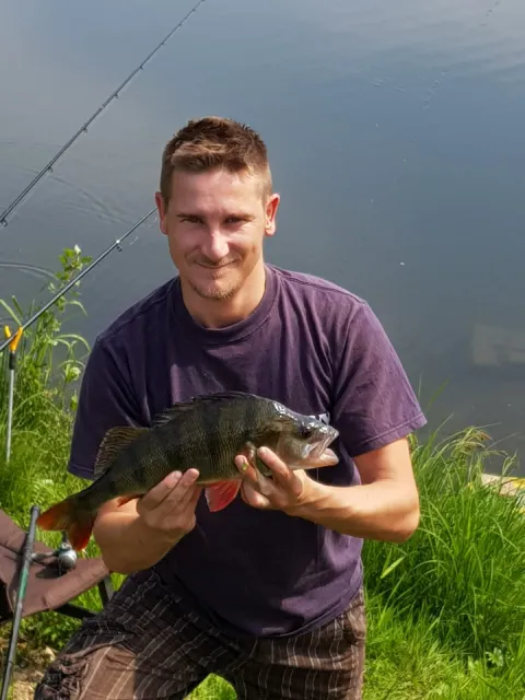 Flussbarsch