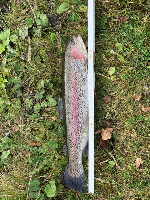 Regenbogenforelle
