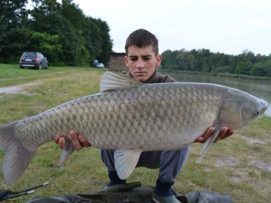 Graskarpfen