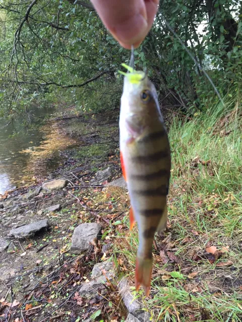 Flussbarsch
